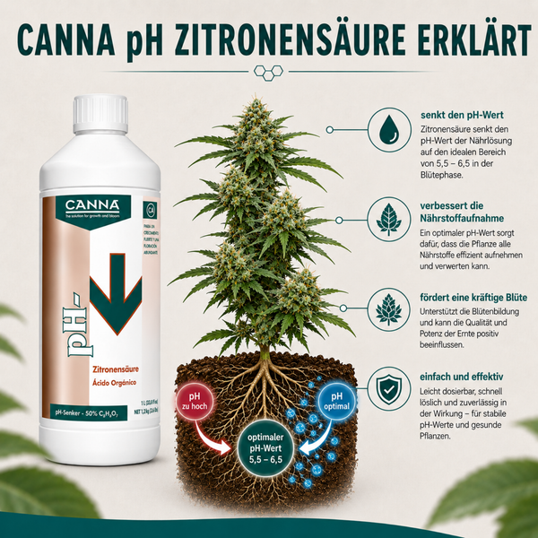 Infografik zeigt Canna pH Minus Zitronensäure Flasche zur Regulierung des pH Werts bei Pflanzen in der Blütephase für optimale Nährstoffaufnahme.