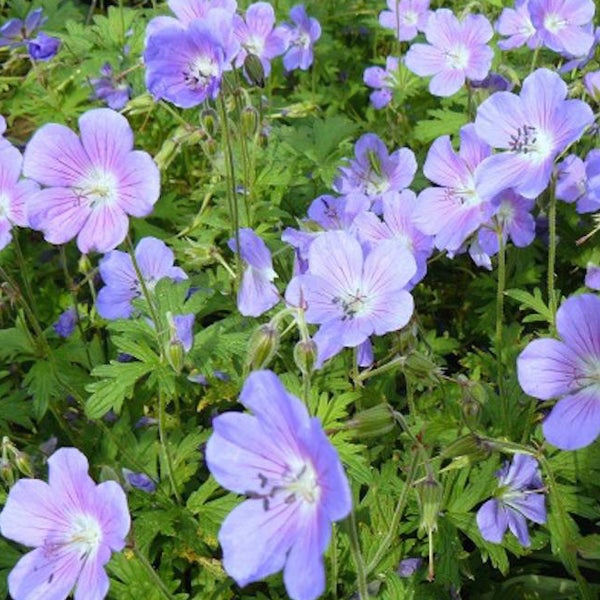Nahaufnahme von lilafarbenen Storchschnabelblüten zwischen grünem Laub