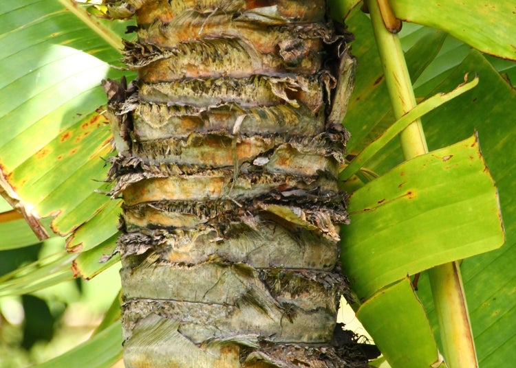 SAFLAX Garden to go - Baum des Reisenden - Ravenala madagascariensis - 8 Samen - Mit Topf, Klima - Deckel und Anzuchtsubstrat