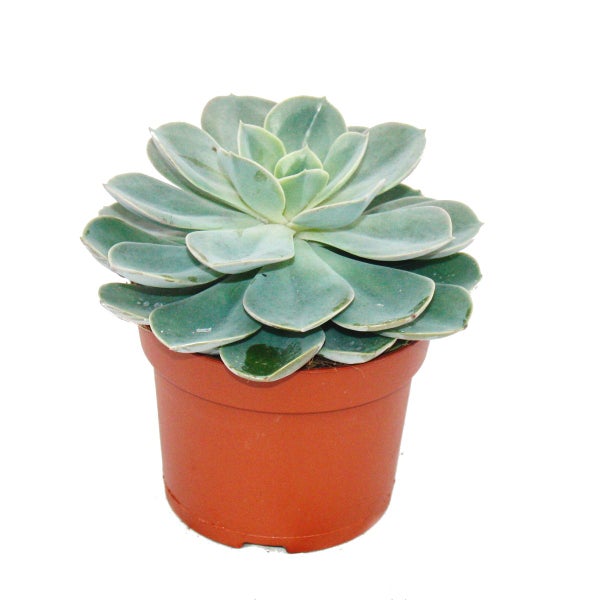 Set aus 5 verschiedenen Sukkulenten im 12cm Topf