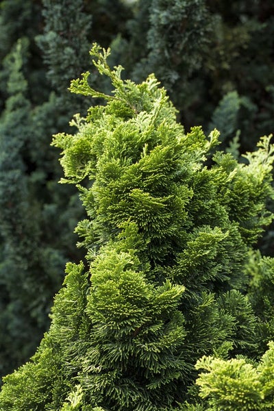 Chamaecyparis obtusa 'Nana Aurea', Hinoki-Scheinzypresse, goldgelb, 20–25 cm