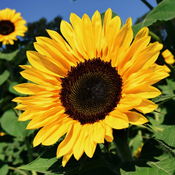 Blühende Sonnenblume mit gelben Blütenblättern und dunkler Mitte im Garten.