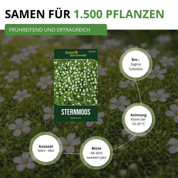 Samenpackung für Sternmoos Sagina subulata, ausreichend für circa 1500 Pflanzen, Aussaat März bis Mai, Keimung bei 16 bis 20 Grad.