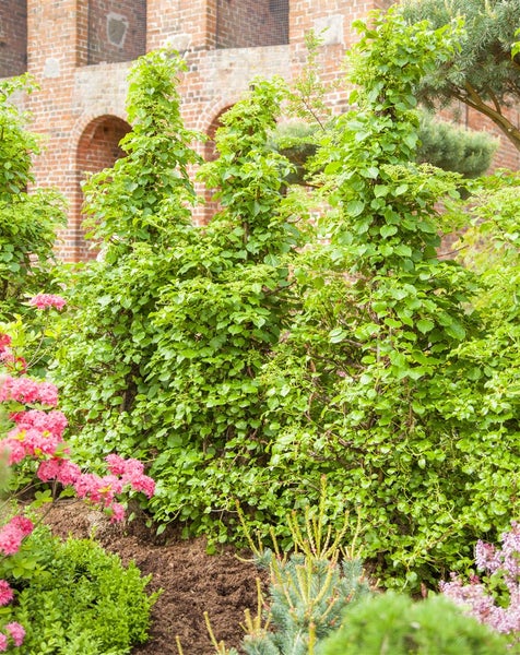 Hydrangea petiolaris, Kletterhortensie, weiß, 125–150 cm