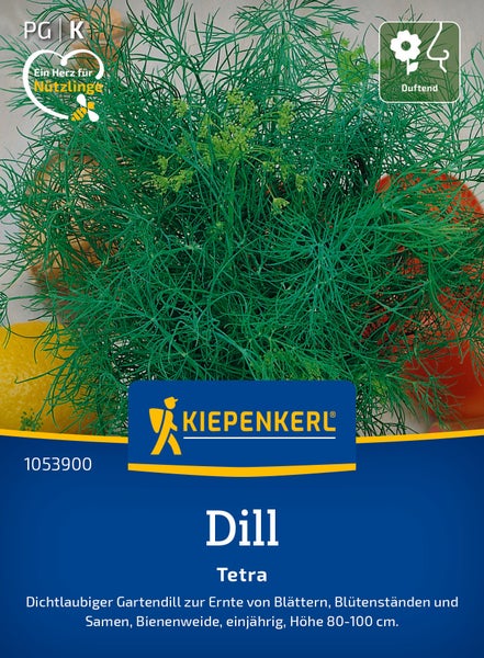 Saatgut Kiepenkerl Dill Tetra, einjähriger Gartendill mit duftenden Blättern, Blütenständen und Samen, Wuchshöhe 80 bis 100 Zentimeter.