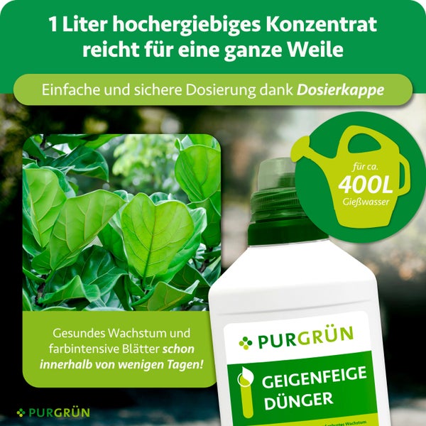 Purgrün Logo. Geigenfeige Dünger Konzentrat 1 Liter mit Dosierkappe, reicht für circa 400 Liter Gießwasser, fördert gesundes Wachstum der Blätter.