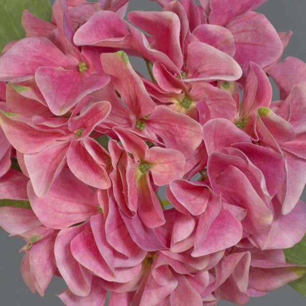 Nahaufnahme einer pinkfarbenen Hortensienblüte.