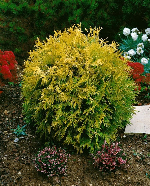 Thuja occidentalis 'Mirjam', Lebensbaum, kompakt, 20–25 cm