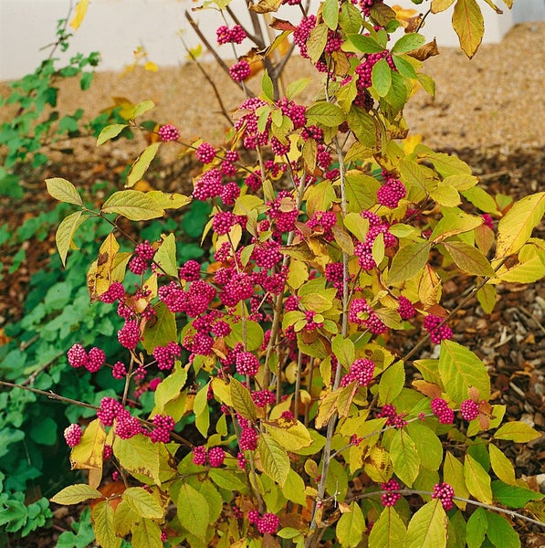 Schönfruchtpflanze mit Blättern und Beeren im Garten.