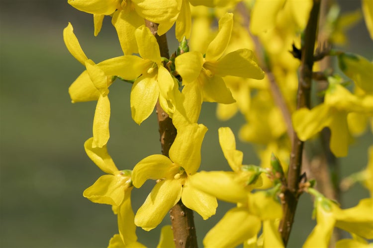 Forsythia 'Lynwood', Goldglöckchen, leuchtend gelb, 60–80 cm