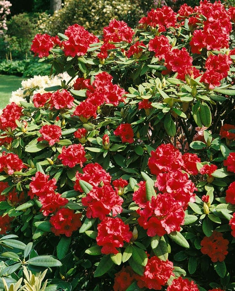 Rhododendron yakusimanum 'Bohlkens Roter Stern', rot, 25–30 cm