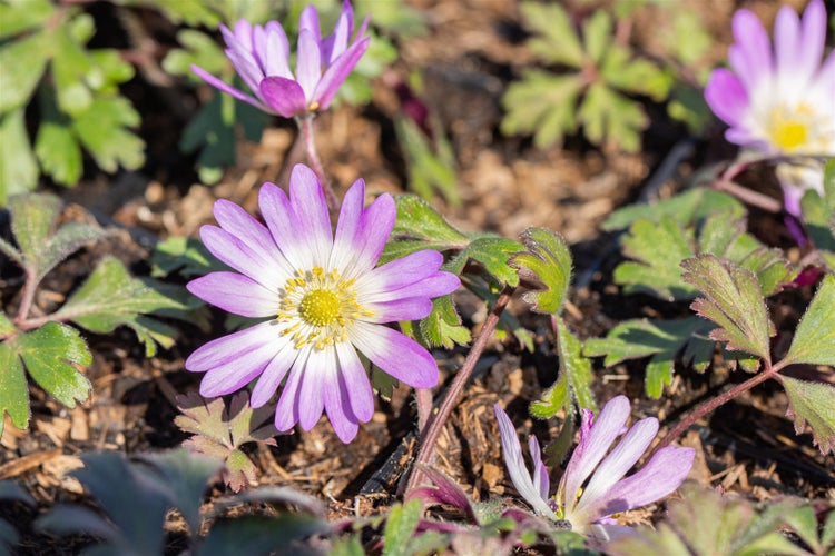 Anemone blanda 'Charmer', Balkan-Windröschen, rosa, ca. 9x9 cm Topf