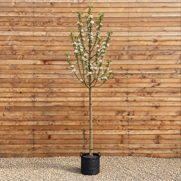 Blühender Hochstamm Apfelbaum im Pflanzcontainer vor einer Holzwand