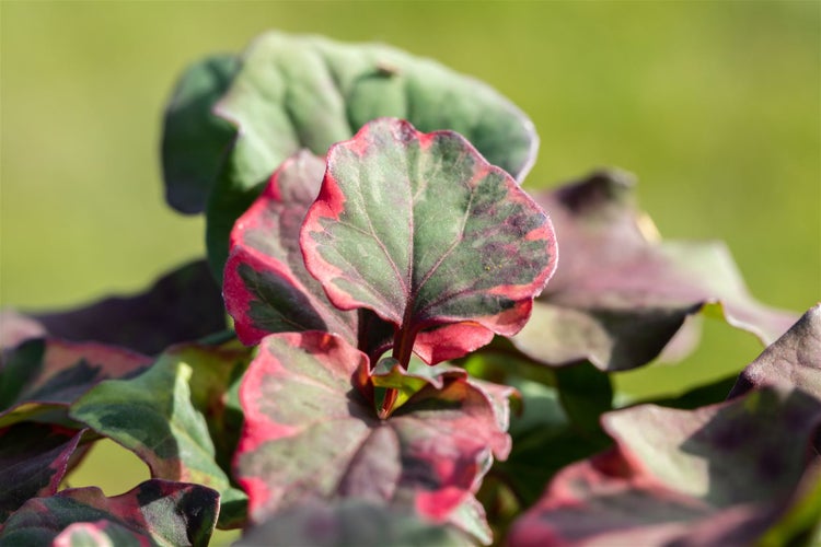 Blätter der Sorte Chameleon im Detail