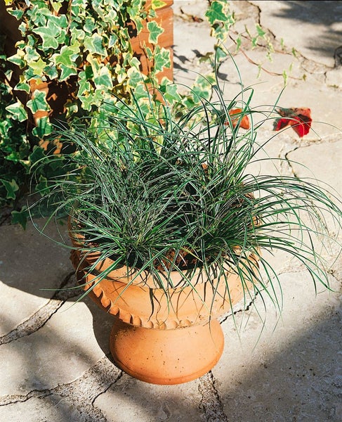 Carex conica 'Snowline', Ziergras, weiß-grün, ca. 9x9 cm Topf