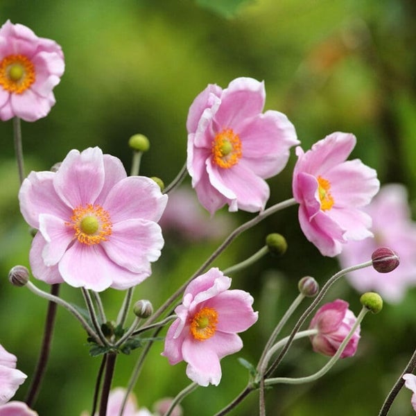 Nahaufnahme von rosa Herbst-Anemonenblüten