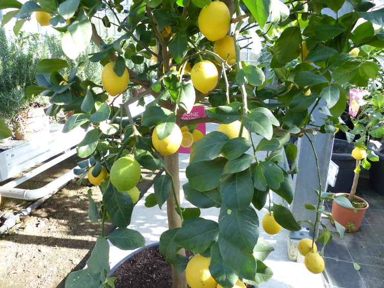 Teppich mit Streifenmuster und Fransen