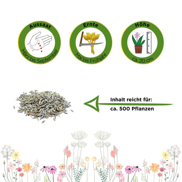 Winter-Kopfsalat Maiwunder Samen von Deine Gartenwelt