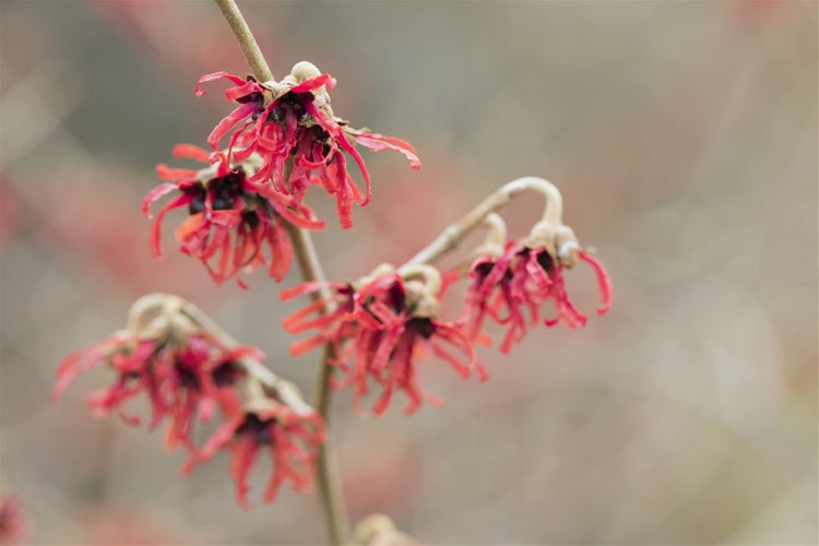 Nahaufnahme einer Hamamelis-Pflanze mit roten Blüten