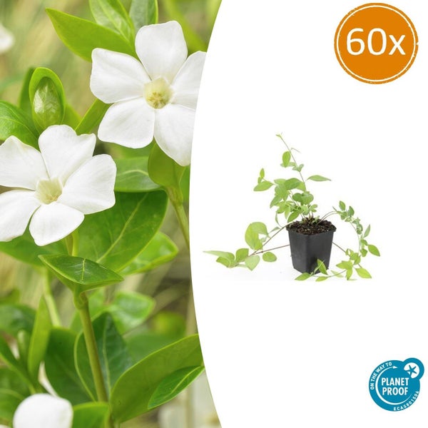 Bodendecker - Großblättriges Immergrün - Vinca major 'Alba' - 9cm Topf - Set mit 60 Pflanzen