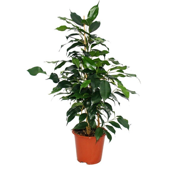 Ficus benjamini Danielle, Birkenfeige 14cm