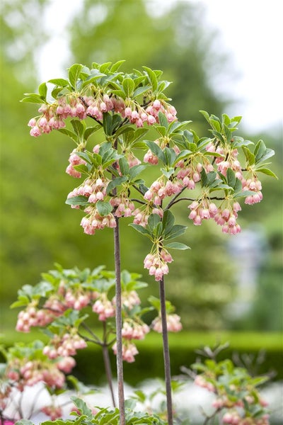 Enkianthus campanulatus, Japanischer Fächerstrauch, 60–80 cm