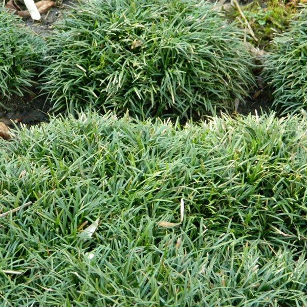 Japanisches Schlangenbart Gras im Garten.