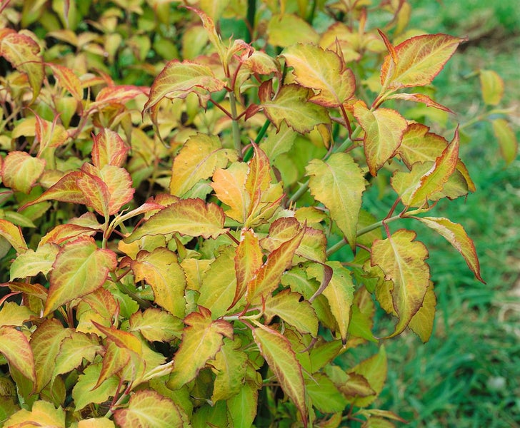 Hartriegelstrauch mit gelb-roten Blättern im Garten.