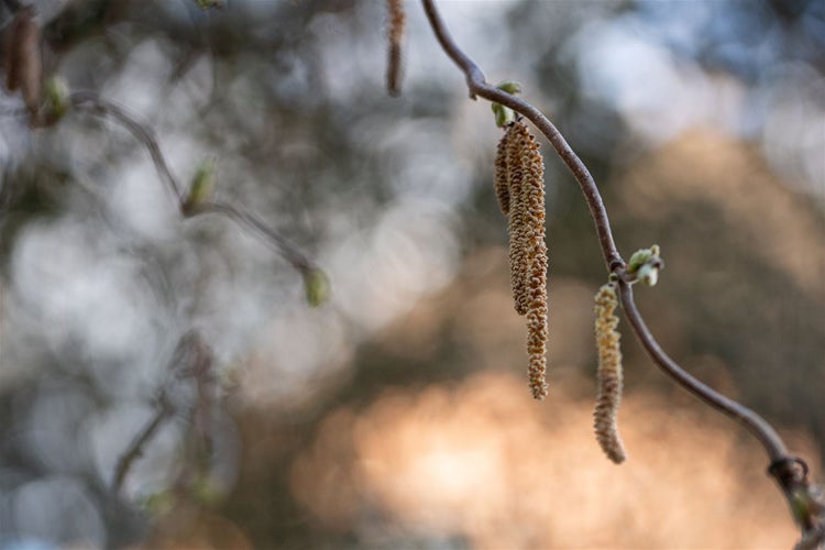 Corylus avellana 'Contorta', Korkenzieherhasel, 40–60 cm