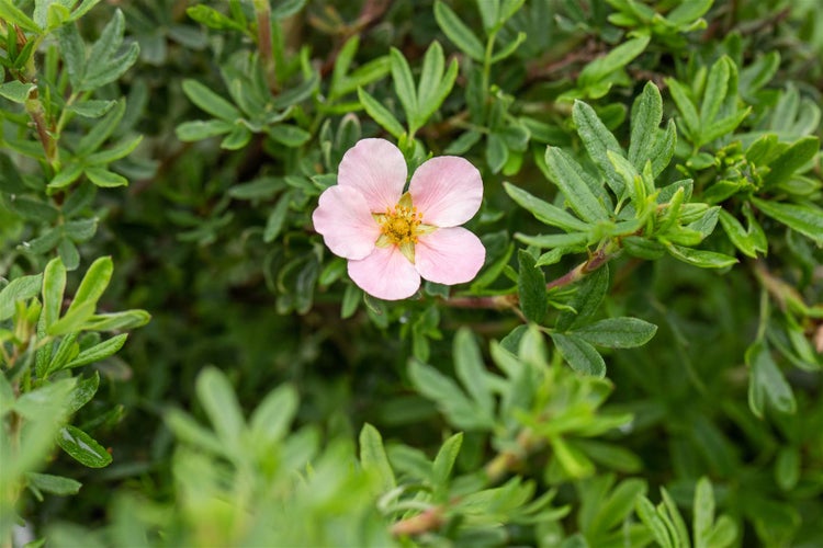 Potentilla 'Pink Queen', Fingerstrauch, rosa Blüten, 30–40 cm