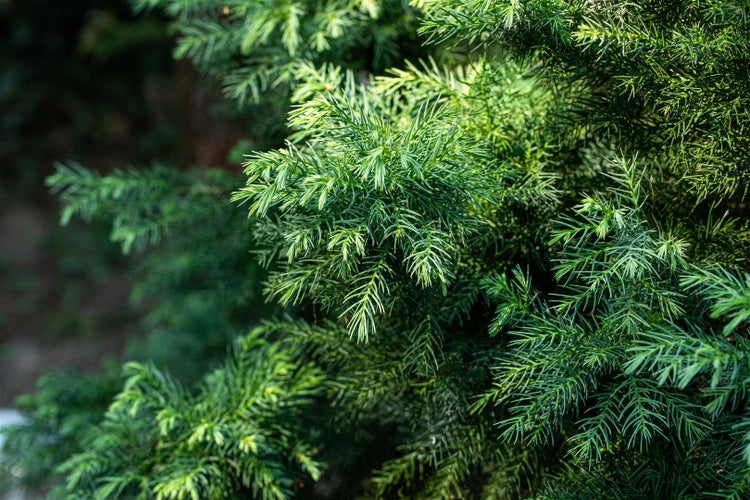 Cryptomeria japonica 'Vilmorin Gold', Japanische Sicheltanne, goldgelb, 20–25 cm