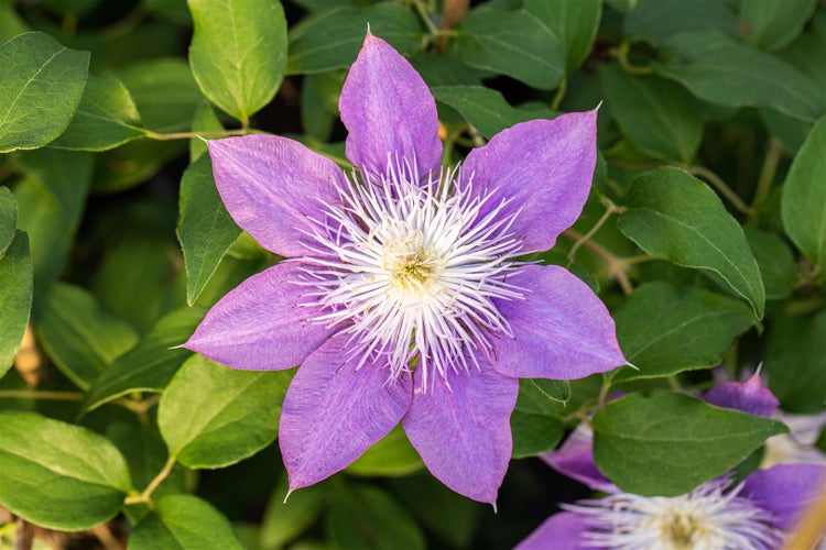 Clematis Hybride 'Crystal Fountain', Klematis, blau, 60–100 cm