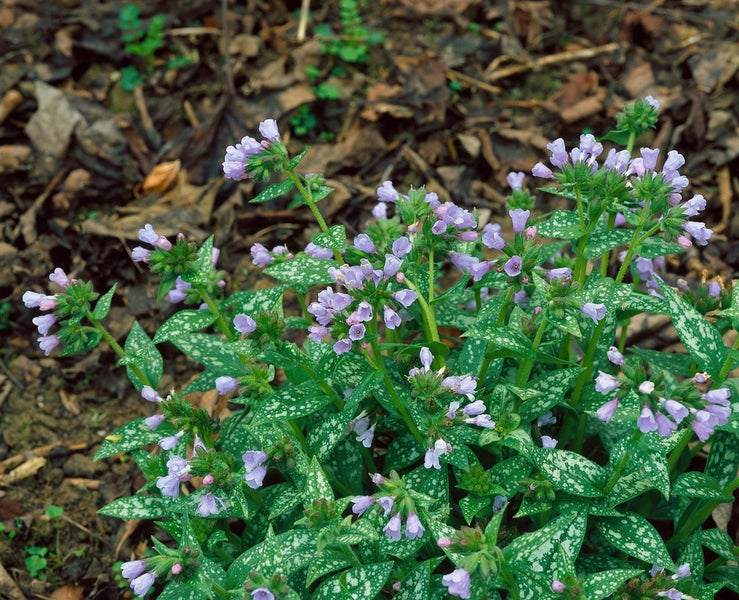 Pulmonaria longifolia 'Roy Davidson', Lungenkraut, blau-weiß, ca. 9x9 cm Topf