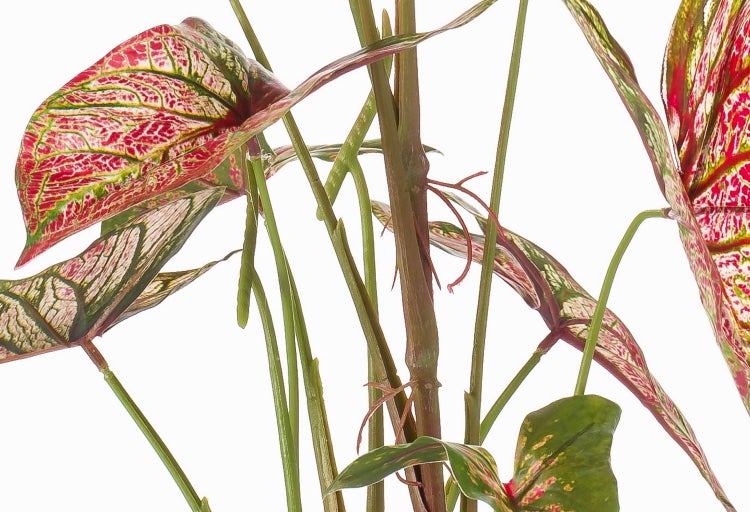 Nahaufnahme einer künstlichen Caladium Zimmerpflanze mit auffällig gemusterten Blättern und naturgetreuen Stielen.