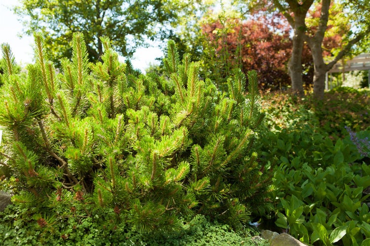 Pinus mugo 'Mughus', Bergkiefer, kompakt, 20–25 cm