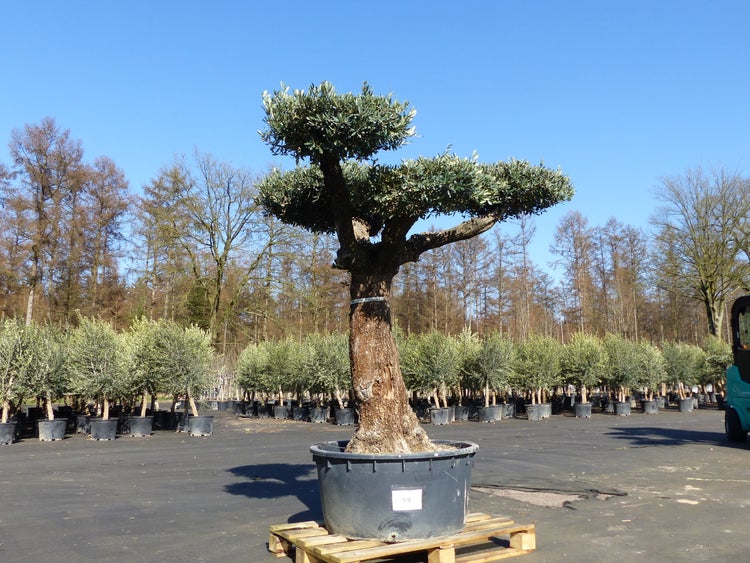 Olivenbaum Pon Pon 195 cm Bonsai Formgehölz, winterhart
