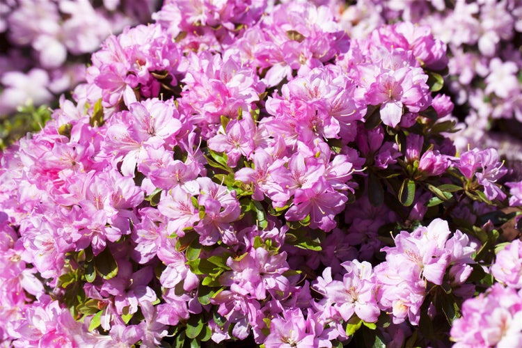 Rhododendron obtusum 'Negligé', Azalee, rosa Blüten, 15–20 cm