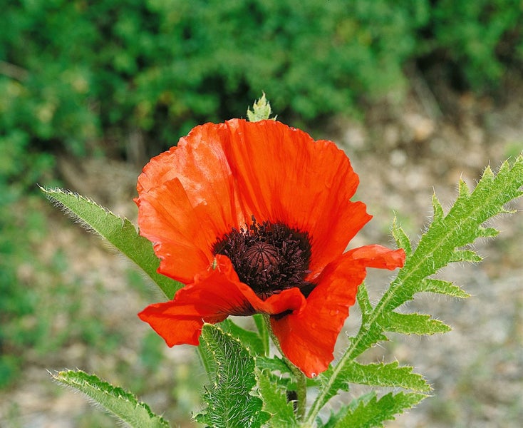 Papaver orientale 'Türkenlouis', Türkischer Mohn, leuchtend rot, ca. 11x11 cm Topf