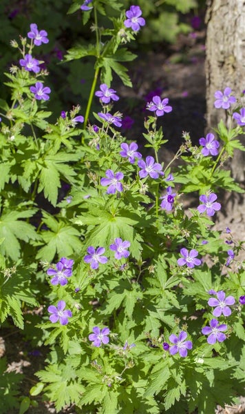 Geranium sylvaticum, Storchschnabel, violett, ca. 9x9 cm Topf