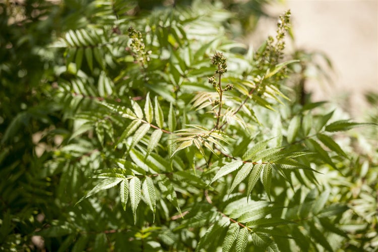 Sorbaria sorbifolia, Fiederspiere, 150–175 cm, weiß blühend