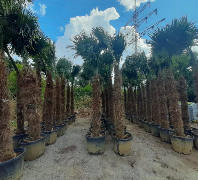 PALME TRACHYCARPUS FORTUNEI HÖHE 350CM Winterhärte: bis –19 °C (WHZ 7)