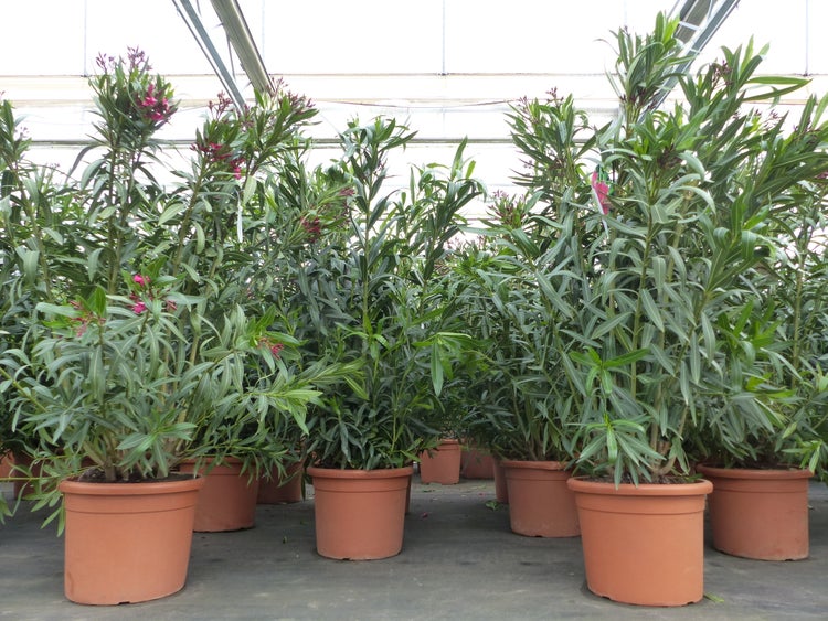 XXL Oleander 150-160 cm Busch Nerium Rosenlorbeer,  rot oder weiß