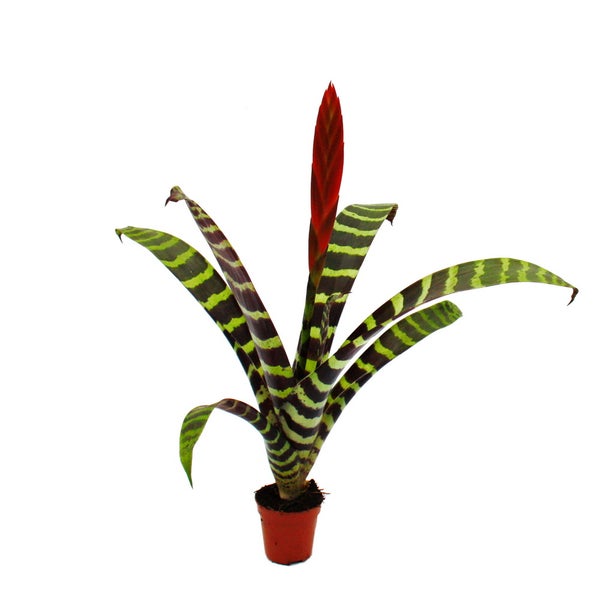 Mini-Bromelien-Trio - Set mit 3 Pflanzen mit aussergewöhnlichen Blütenständen - 5,5cm Topf