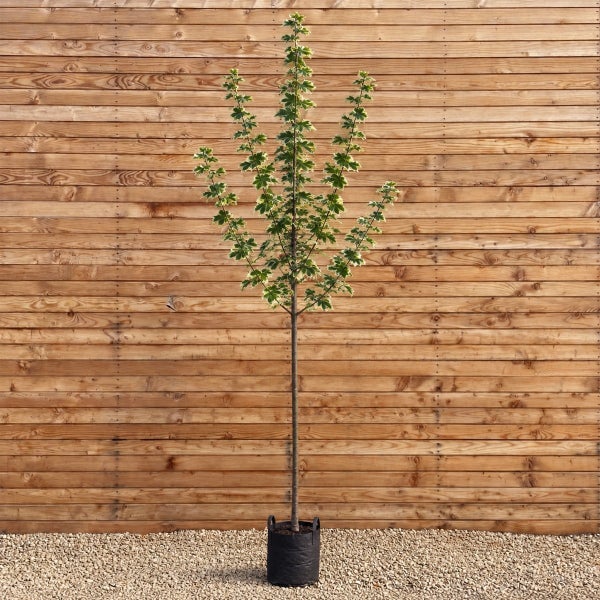 Junger Ahornbaum mit panaschierten Blättern im Pflanztopf vor einer Holzwand