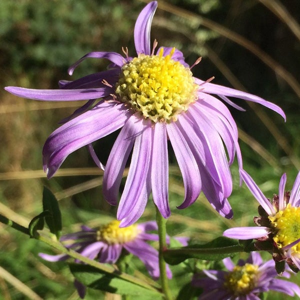 Nahaufnahme einer lila Asterblüte mit gelber Mitte.