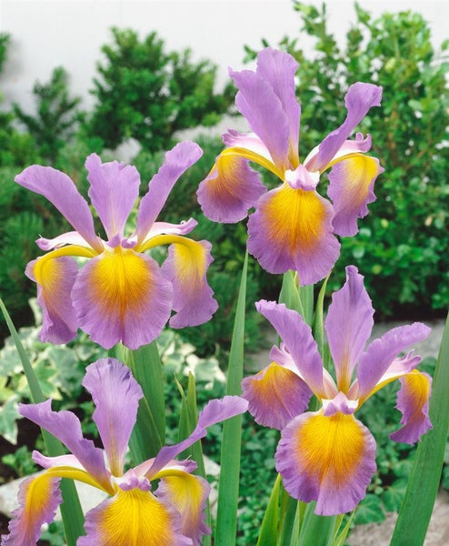 Iris spuria, ca. 9x9 cm Topf, elegant, blau-violette Blüten