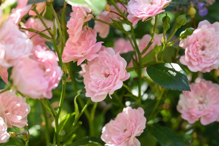 Rosa 'The Fairy', Bodendeckerrose, zartrosa, 3-5 Liter Container