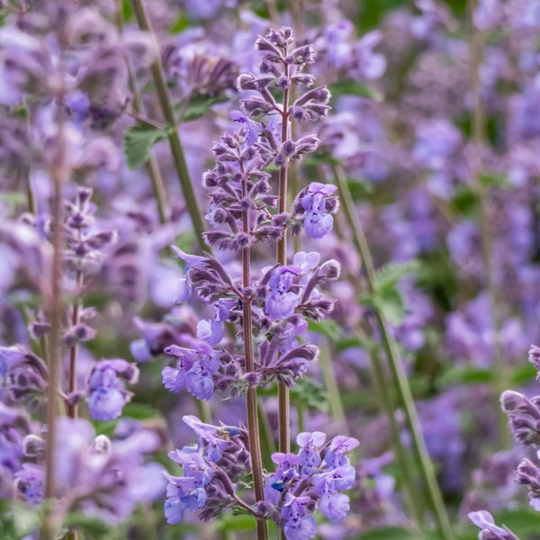 Nahaufnahme von blühenden Katzenminze Pflanzen im Garten.