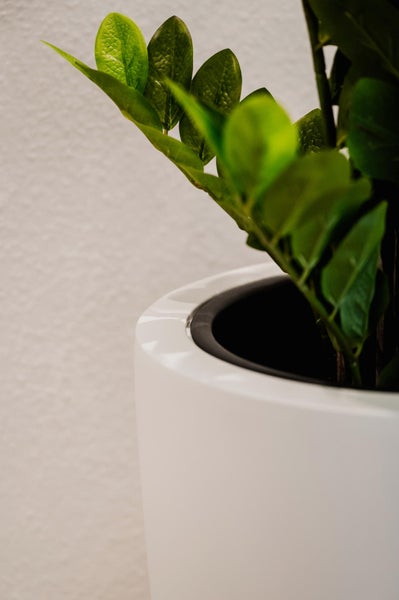 Weißer Blumentopf mit einer grünen Zamioculcas Zimmerpflanze.