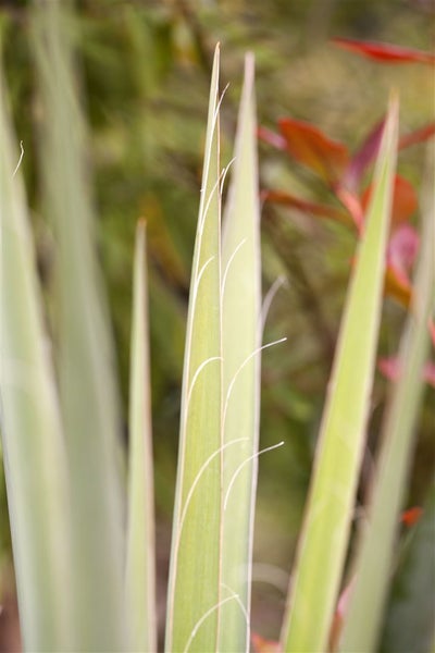 Yucca filamentosa, Palmlilie, 40–60 cm